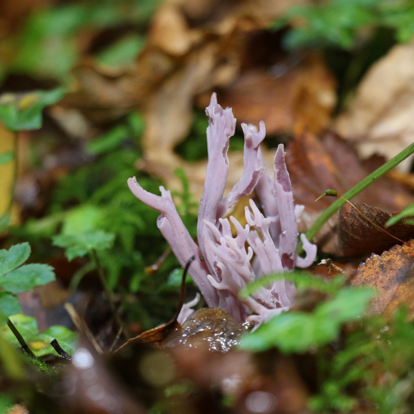 Violet coral fungus in Paccombe Farm woods