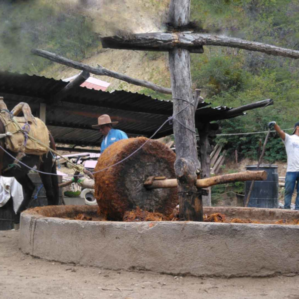 Mule grinding piñas for mezcal, Mexico