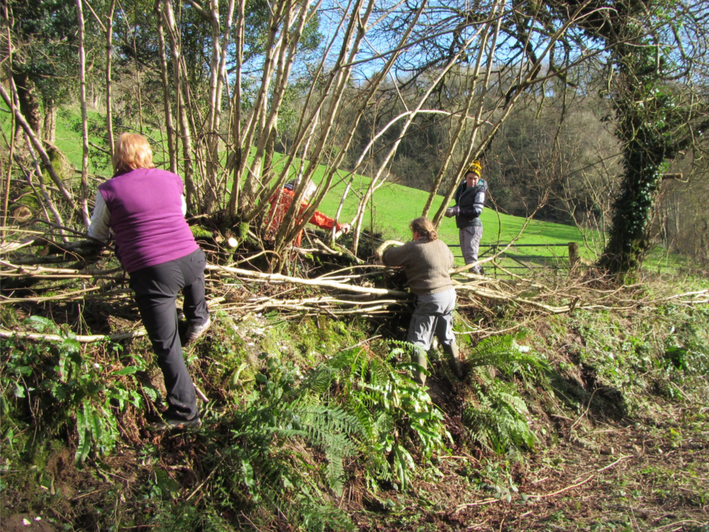 Volunteers laying a new hedge