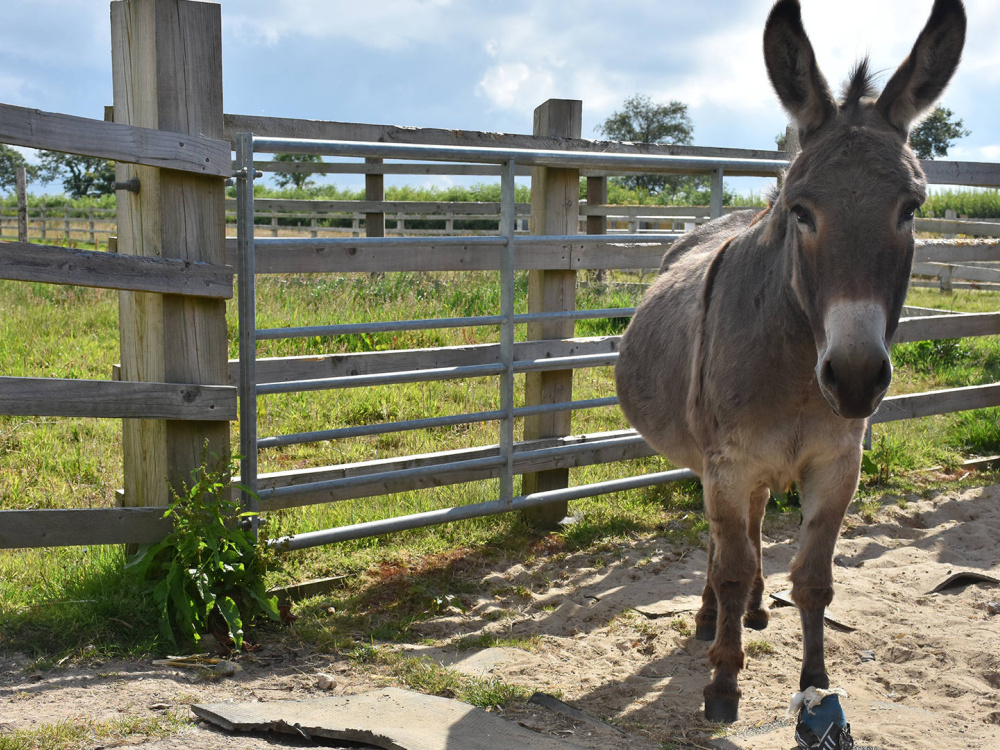 News Donkeys benefit from ‘lifesaving’ blood donor
