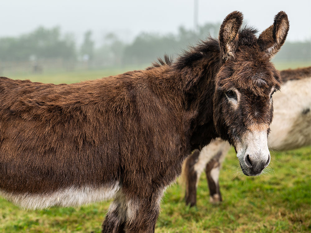 Adopt a Donkey - Cocoa | The Donkey Sanctuary