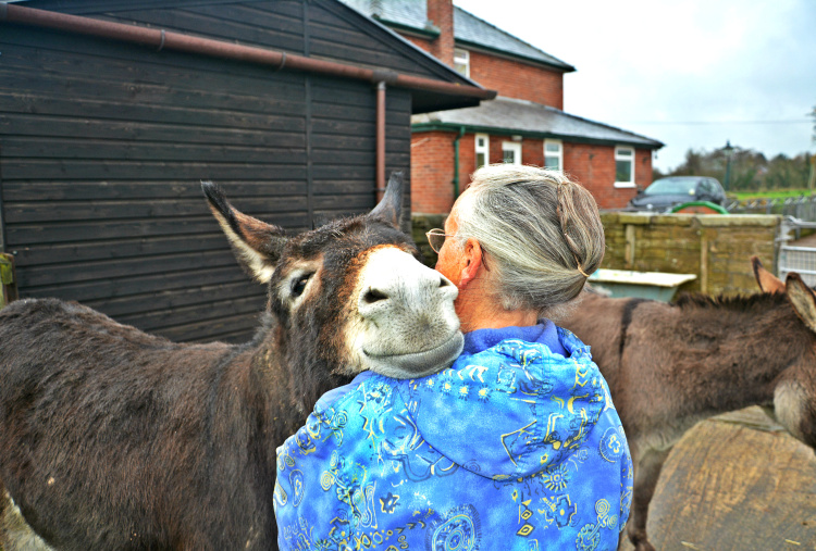 Rehome a donkey
