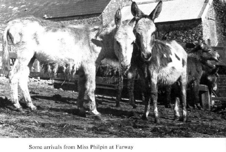 Philpin donkey arrivals