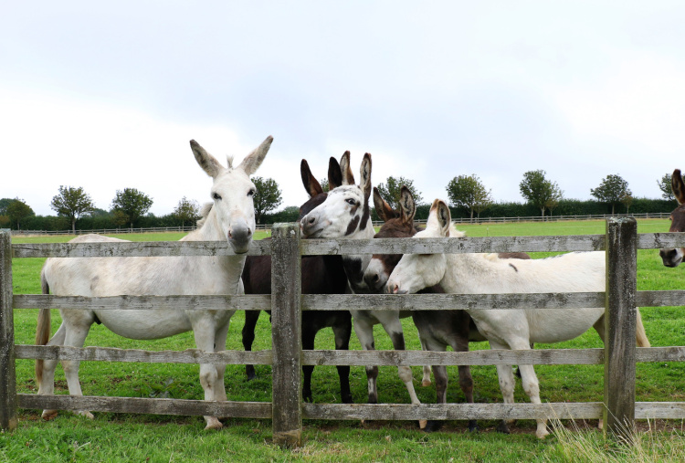 Surrey rescue donkeys looking over their fence