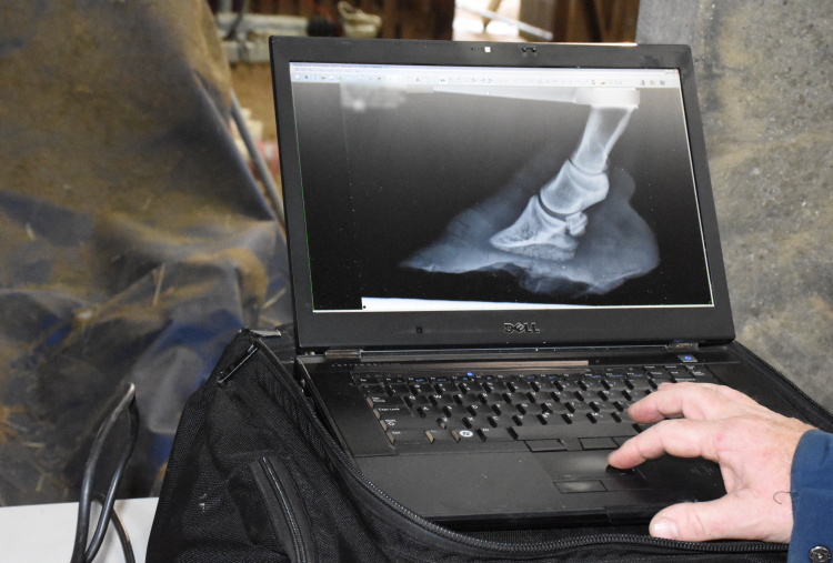 X-ray reveals the extend of the damage to one of the Surrey rescue donkey's hoof