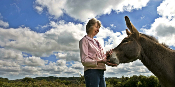 Owning a donkey