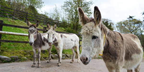 All about donkeys