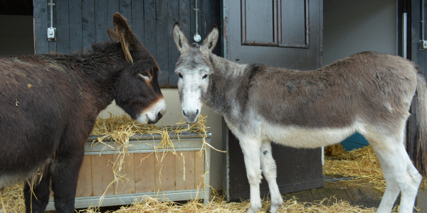 What to feed your donkeys