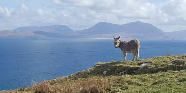Lone donkey living on Inishturk in Ireland