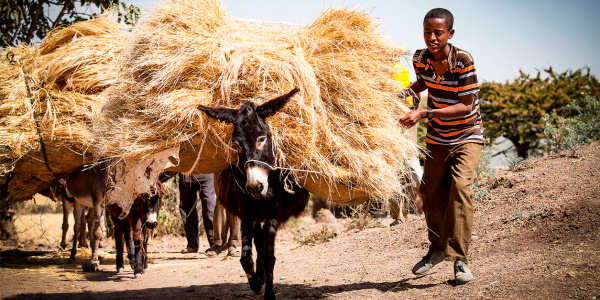 Donkey carrying crops