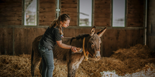 Donkey being groomed