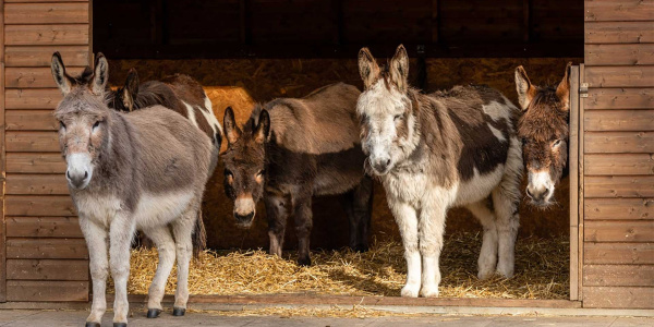 Group of donkeys at The Donkey Sanctuary Birmingham