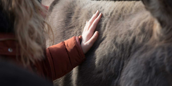 Hand on donkey fur