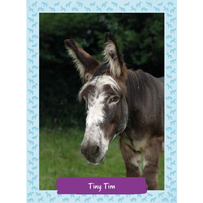 Skærpe gård Standard Tiny Tim Portraits | The Donkey Sanctuary Shop
