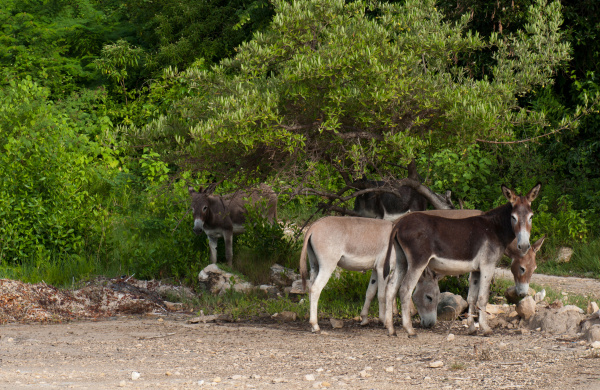 Feral donkeys on Barbuda Island