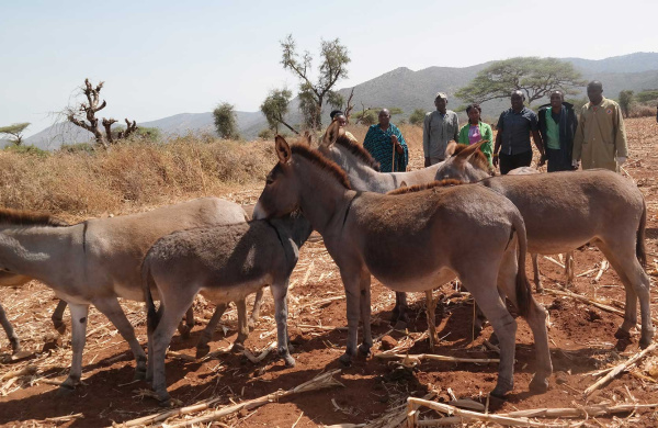 Donkeys in Tanzania. Credit: ASPA
