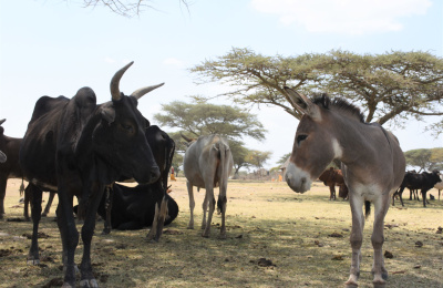 Donkey with cattle herd, Ethiopia