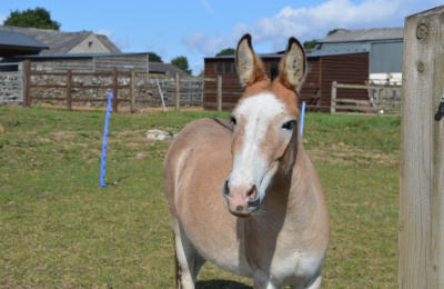 Dotty the Appleby mule