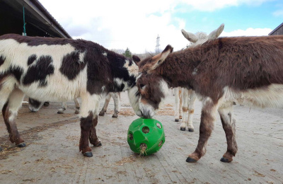 Harry and Henry with a straw ball provided for enrichment