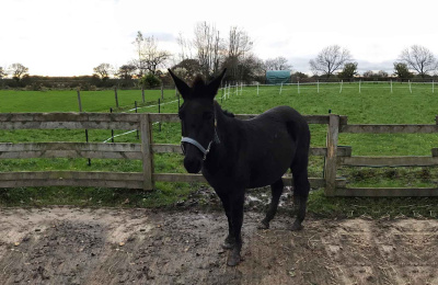 Mabel the brown mule at her new guardian home