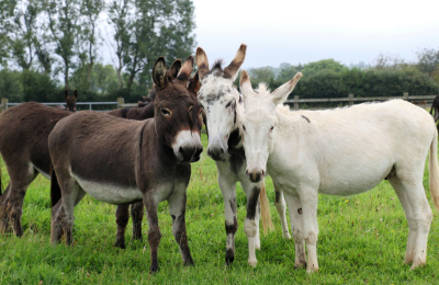 Surrey rescue donkeys in their field
