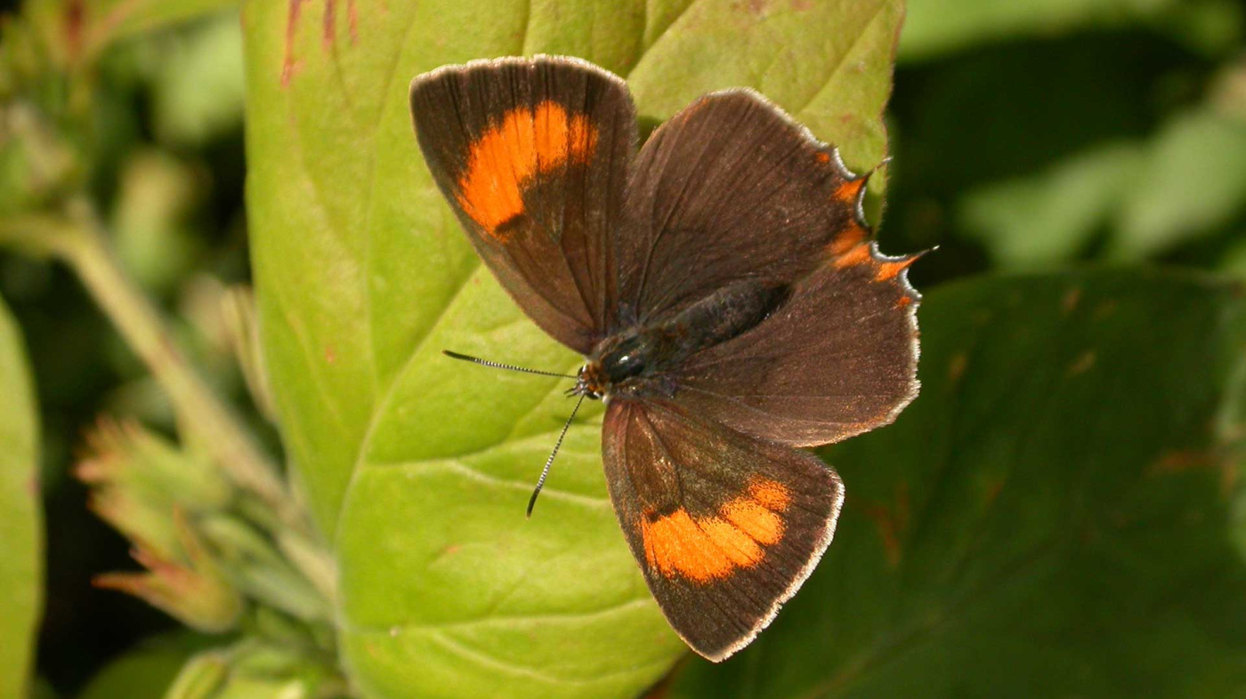 Brown hairstreak butterfly, Philip Precey, Devon Wildlife Trust