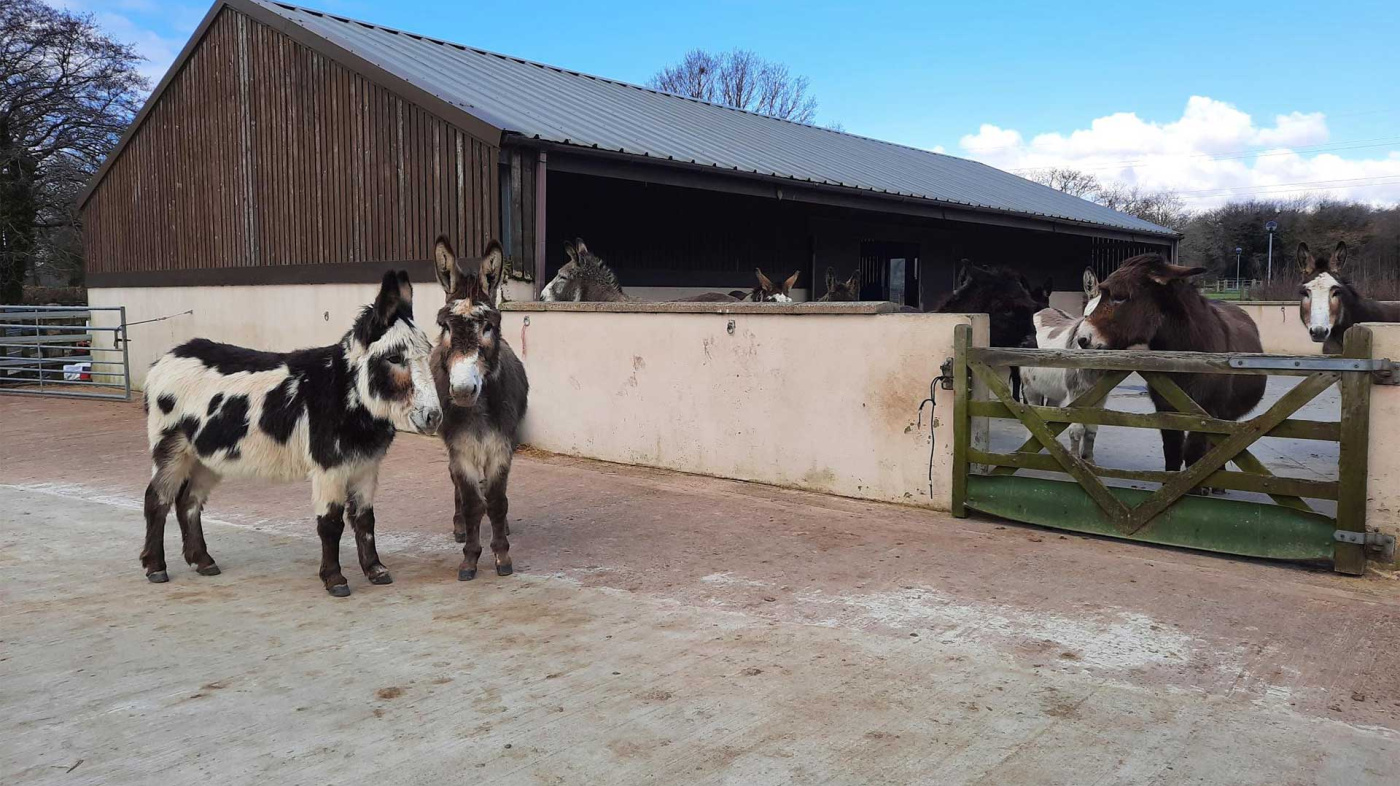 Harry and Henry being slowly introduced to the Ivybridge herd over a wall