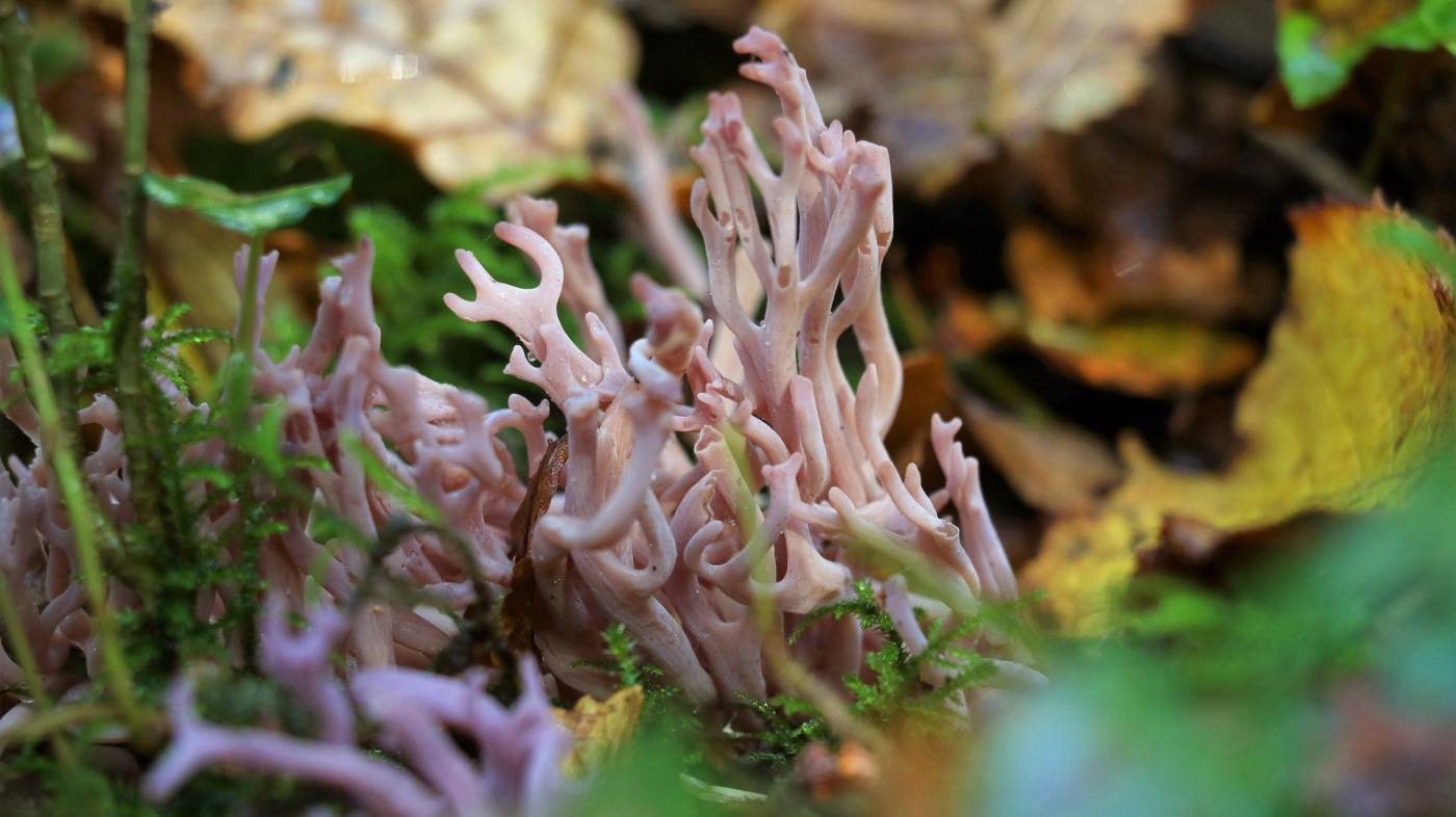 Close up of the Violet Coral Fungus in Paccombe Farm Woods