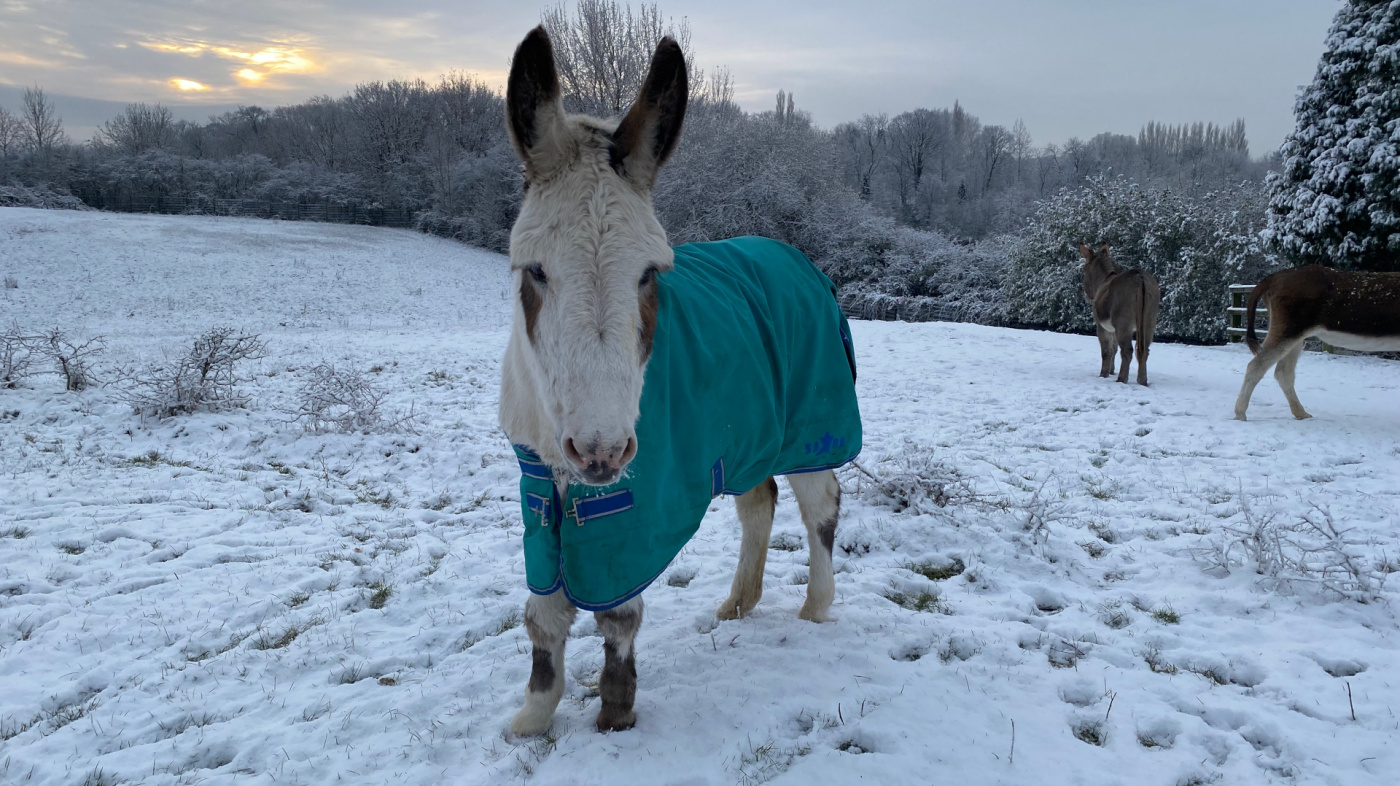 Donkey in a snow covered field with a rug on at The Donkey Sanctuary Manchester