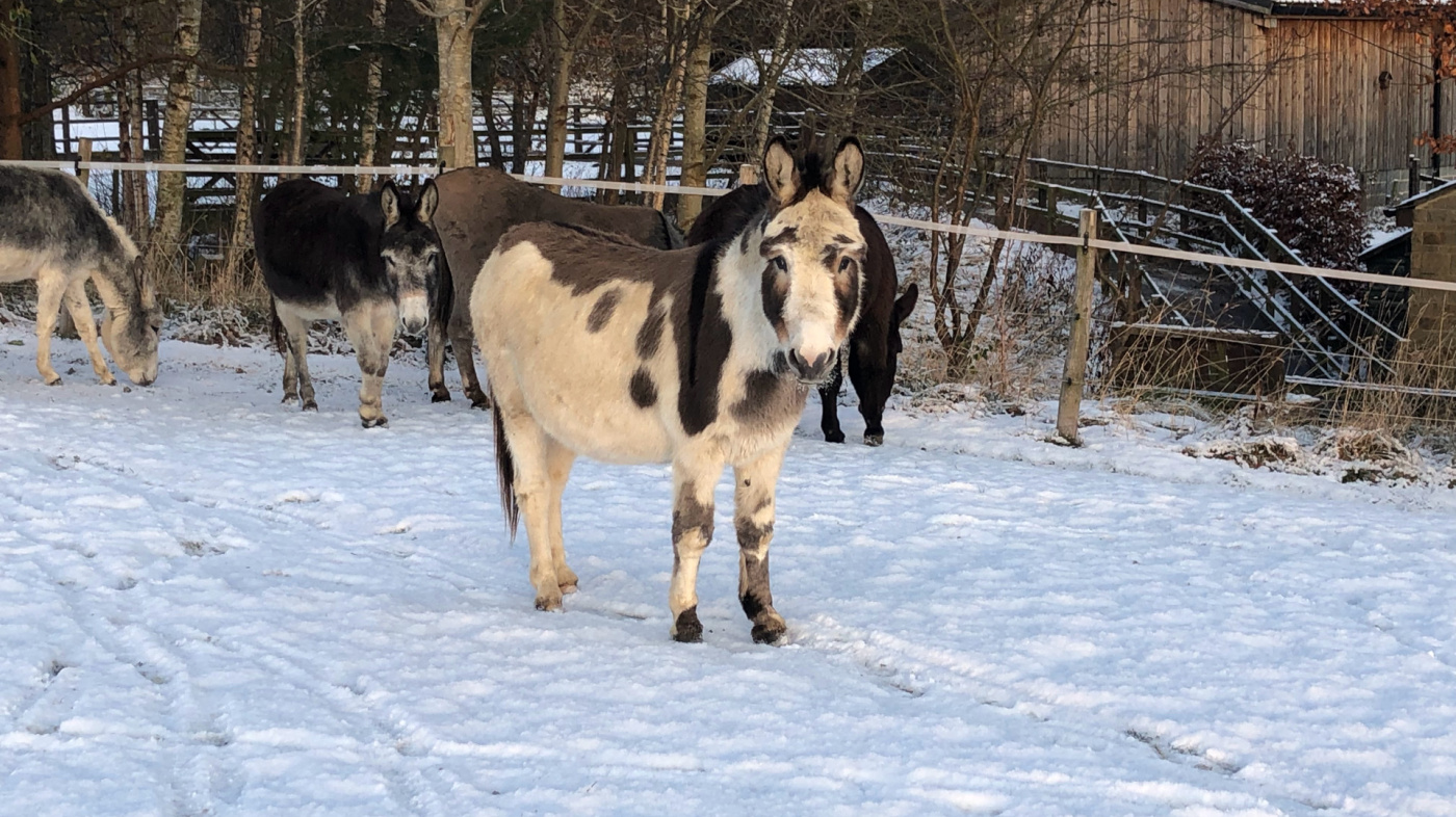 Donkeys in the snow at The Donkey Sanctuary Leeds