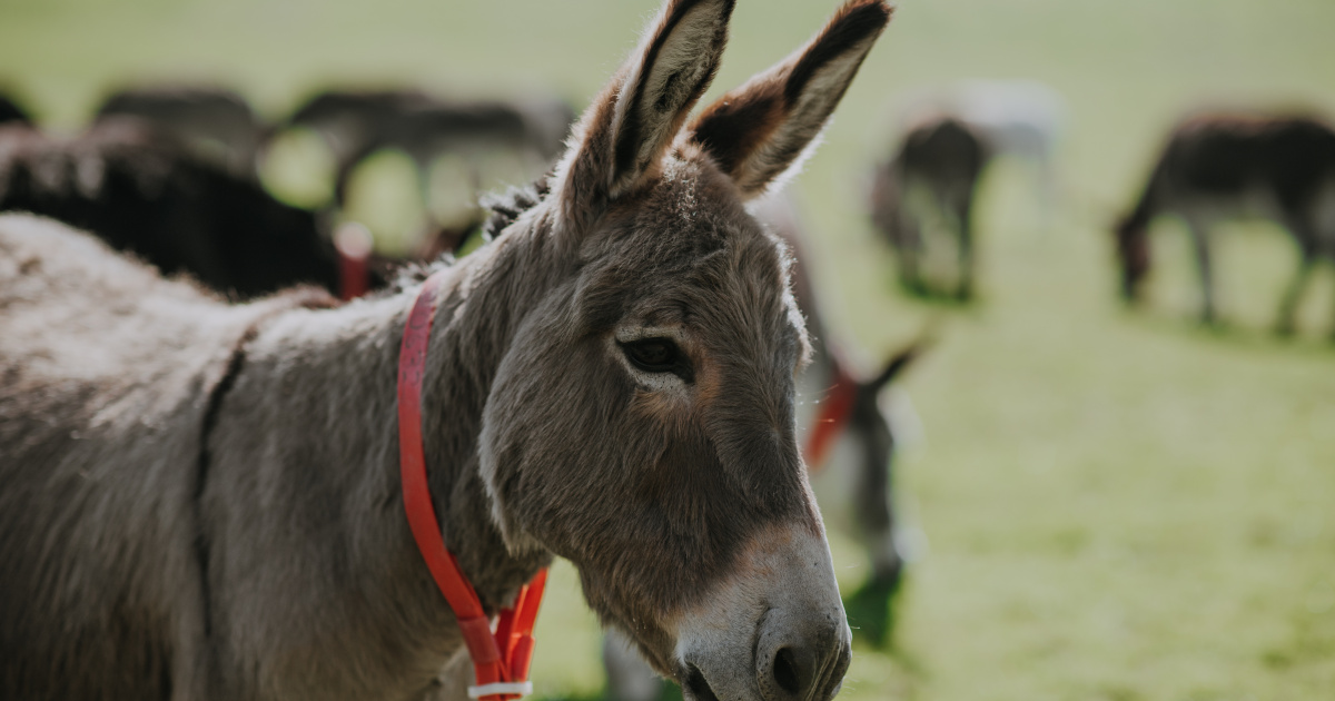 Understanding donkey characteristics | The Donkey Sanctuary