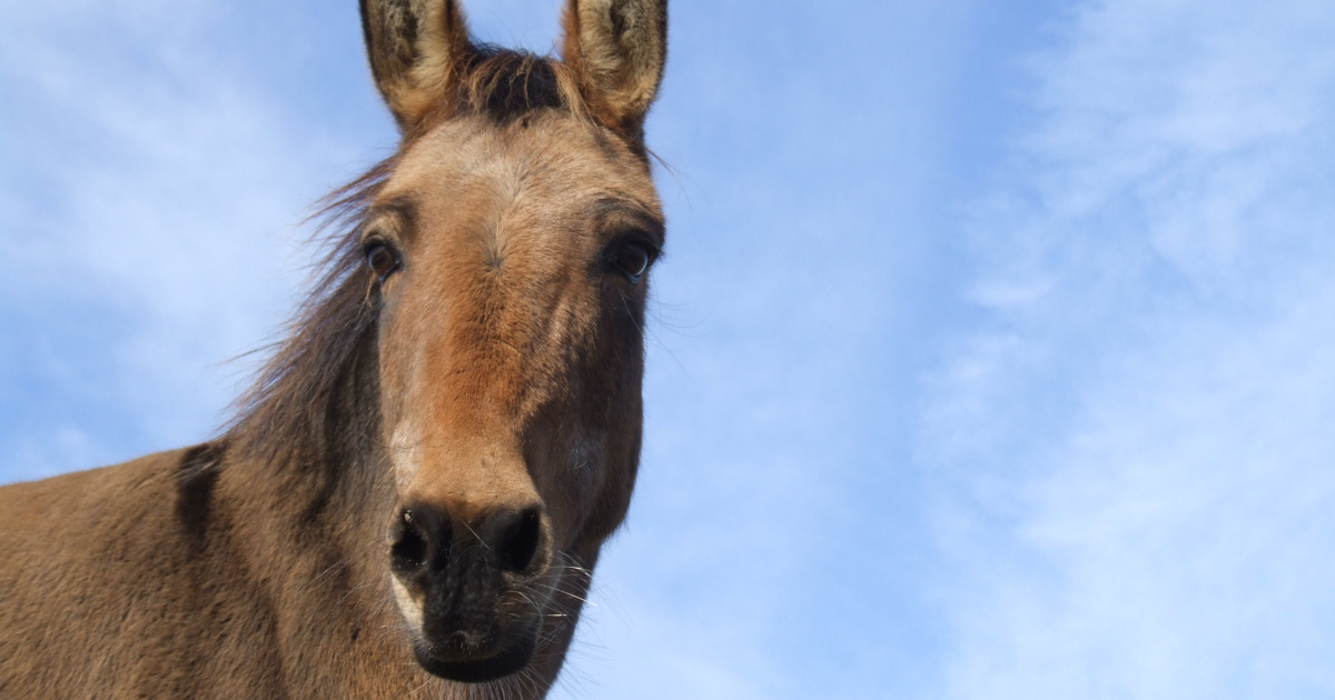 Mules and Hinnies | The Donkey Sanctuary