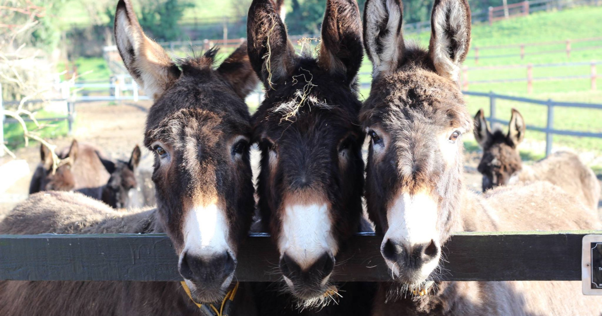 Vision and impact | The Donkey Sanctuary
