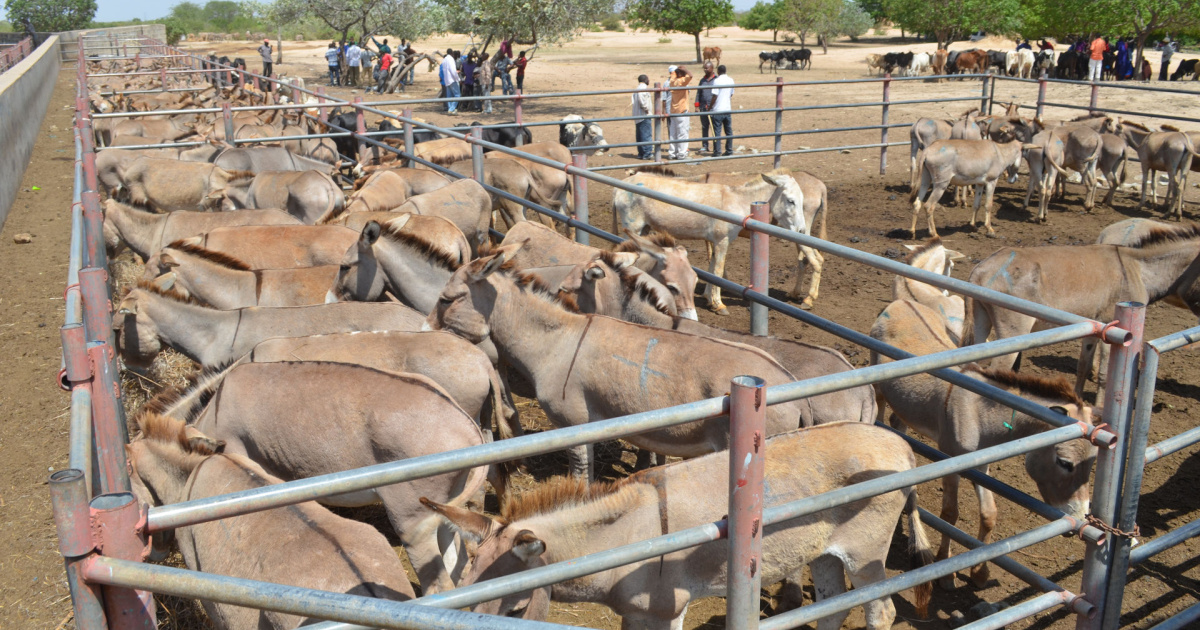 News | Pakistan halts new plan to export donkeys | The Donkey Sanctuary