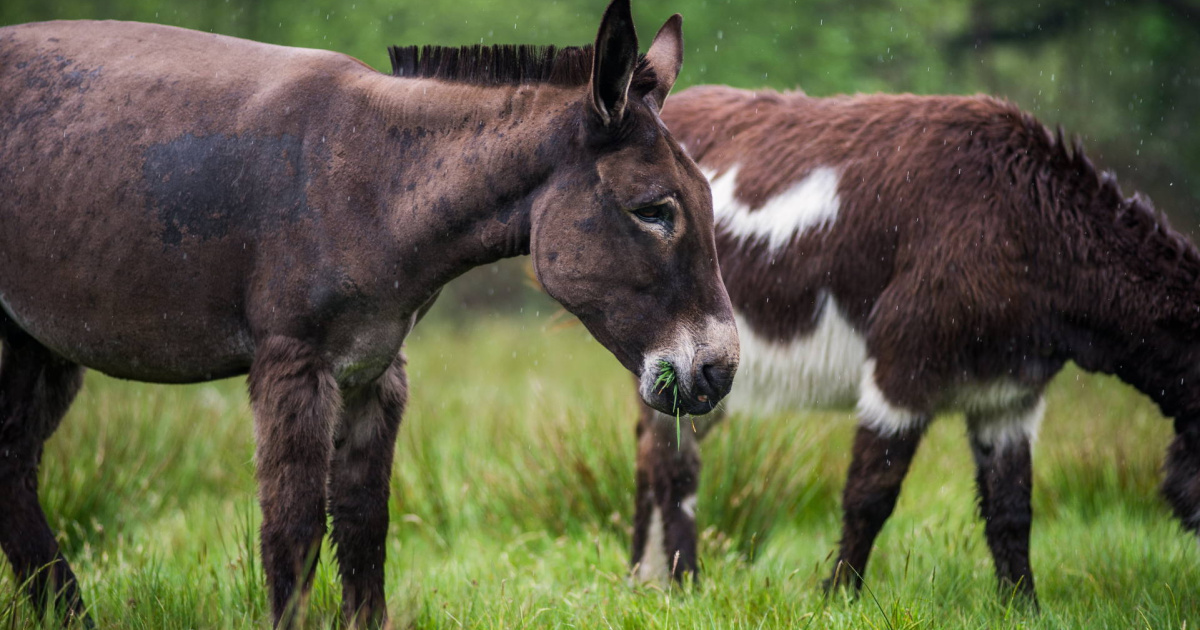 Shocks' story | The Donkey Sanctuary