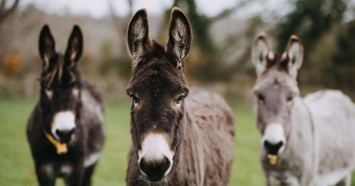 How intelligent are donkeys? | The Donkey Sanctuary