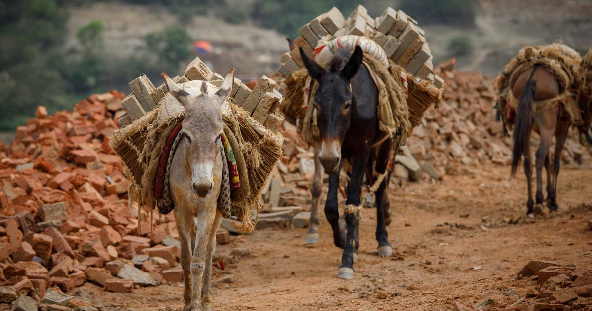 News | Working with Animal Nepal to help donkeys hit by coronavirus  pandemic | The Donkey Sanctuary
