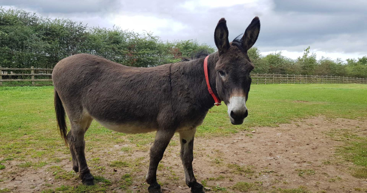 News | Josh steps into a better future | The Donkey Sanctuary