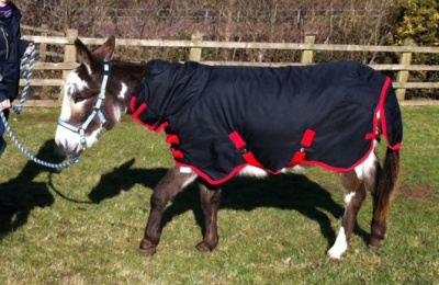 New Masta turnout  Waterproof Mini pony Sick Calf Sheep dog Rug 30 "donkey foal 