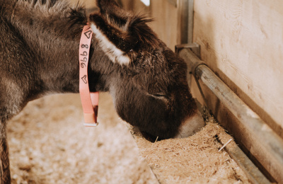 Donkey eating from a trough