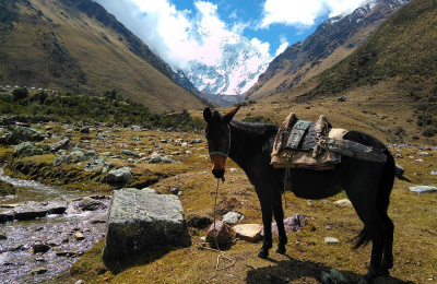 Mule in the Andes Mountains