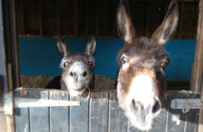 Faith and Lily the donkeys looking over their barn door