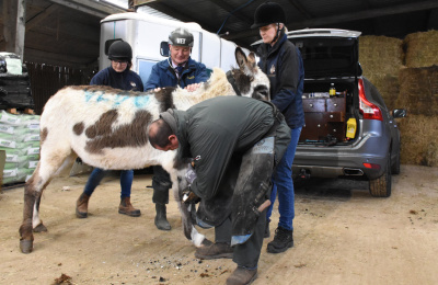 Surrey rescue donkeys receiving veterinary care