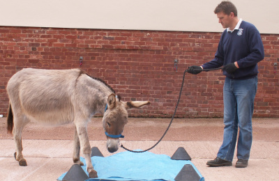 Ben Hart leading a donkey during training