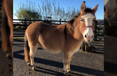 Dotty the mule with a thick coat