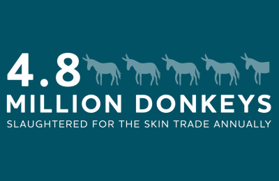 jaarlijks worden 4,8 miljoen ezels geslacht voor de huidhandel